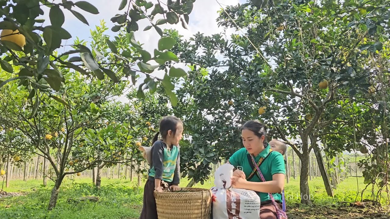 Single mother - 3 mother and children go together to cut oranges and grapefruits to sell.