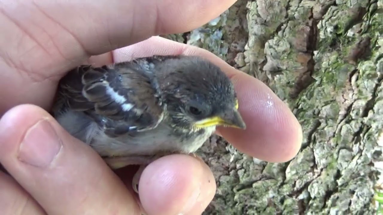 Mazurek (Passer montanus) i jego lęgi