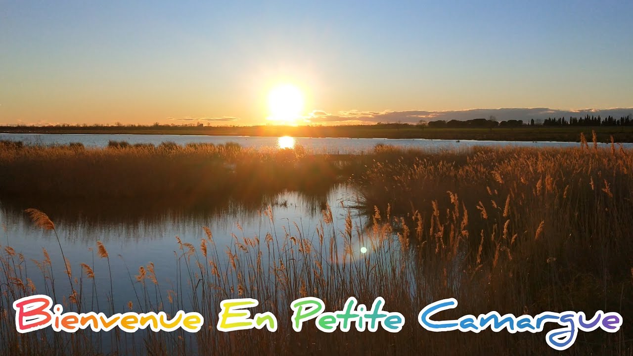JE VOUS FAIS DÉCOUVRIR LA PETITE CAMARGUE 🐂🐂🐎🐎😎👍👍👍 #camargue  #paysage  #nomade