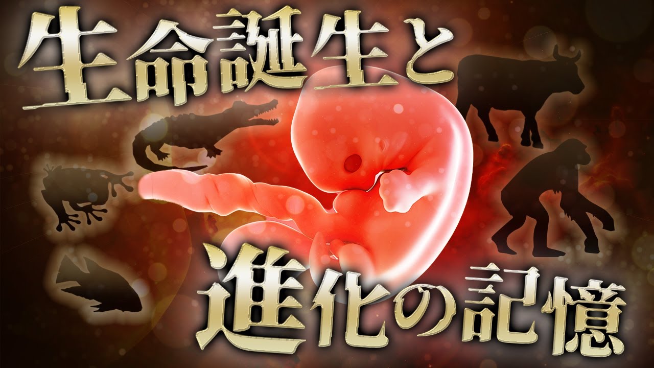【ゆっくり解説】1週間で5億年を再現？  人類の進化と胎児の成長