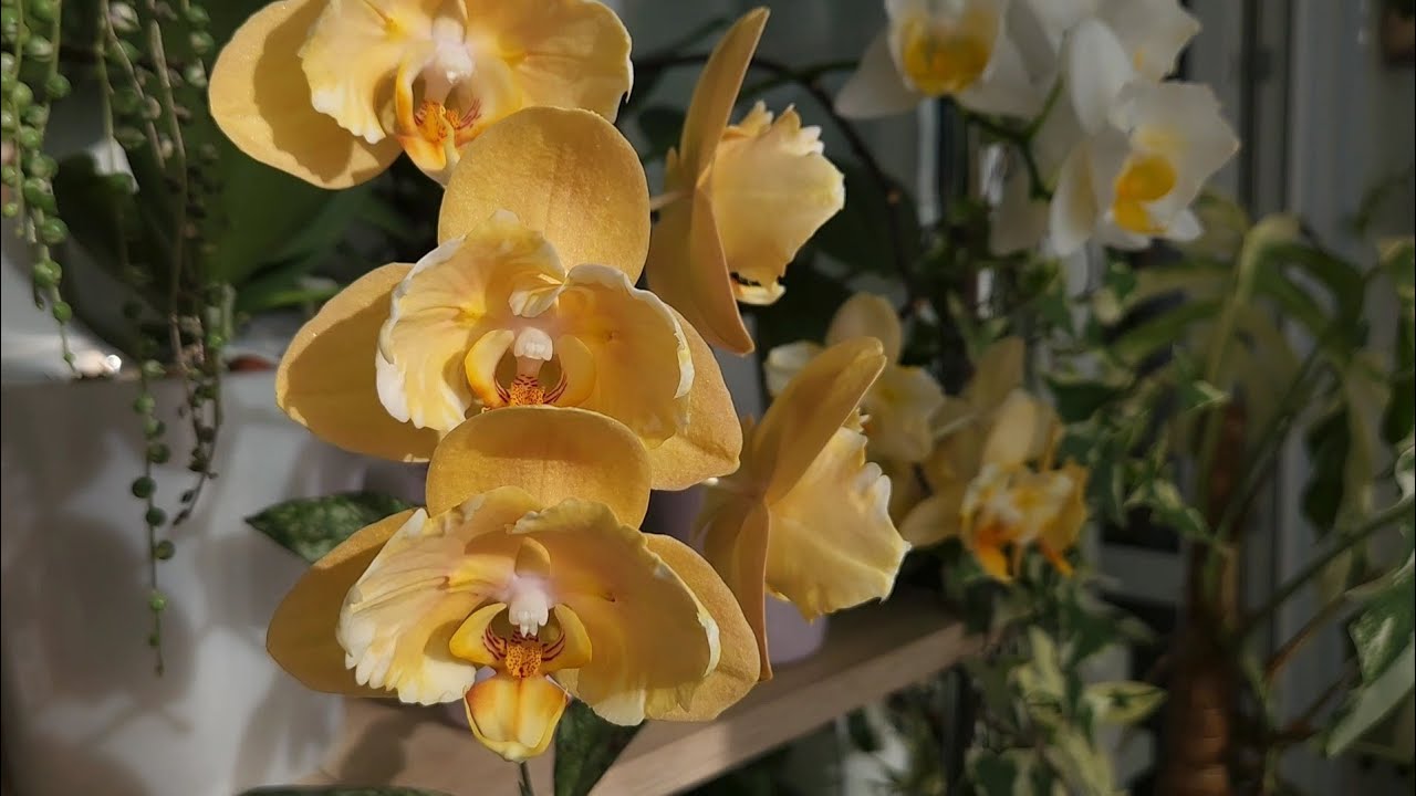 Осторожно, это ооочень красиво🤤🥰 Мои  орхидеи-мечты в одном видео 🌷