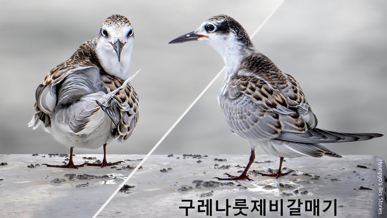 구렛나루제비갈매기 (Whiskered Tern), 울산
