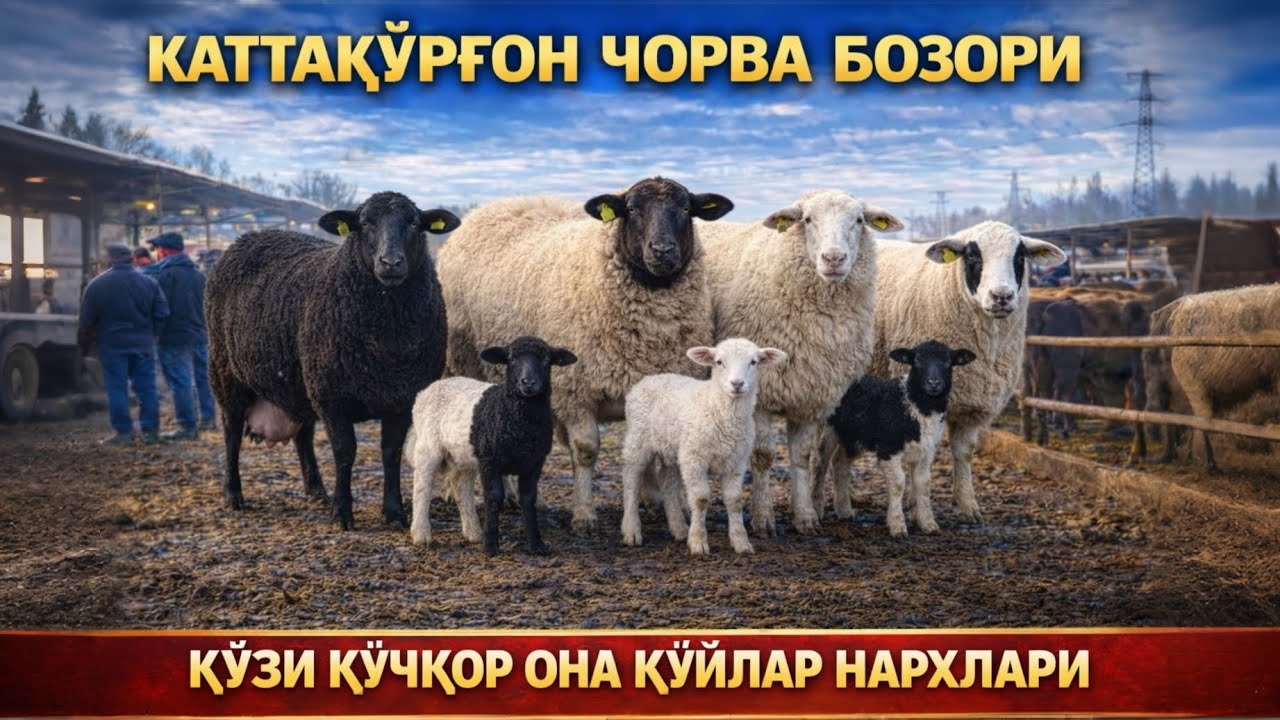 КАТТАҚЎРҒОН ЧОРВА БОЗОРИ ҚЎЙ, ҚЎЗИ, ОНА ҚЎЙЛАР НАРХЛАРИ 22.02.2026
