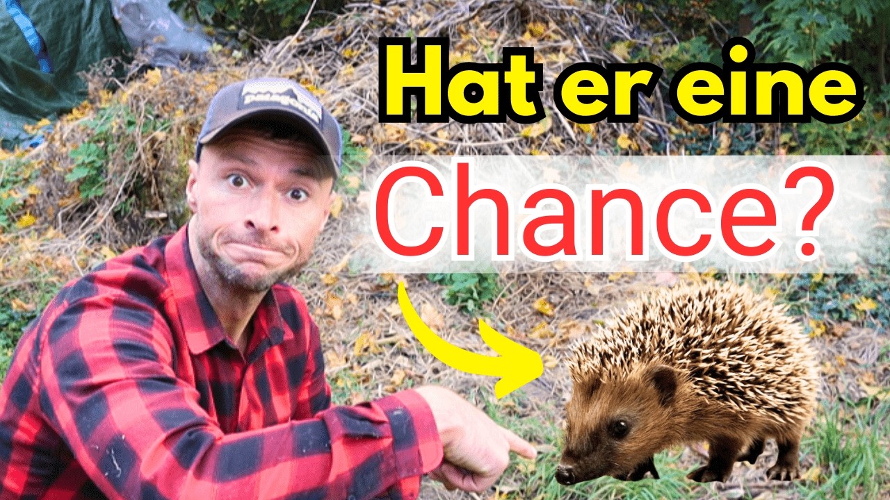 IGEL im Garten gefunden! Was tun, braucht er Hilfe oder NICHT? (Ich habs falsch gemacht ... 🤦‍♂️)