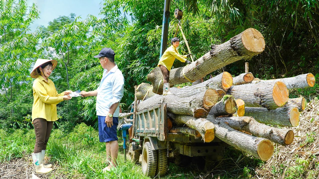 Harvesting Multi-Year-Old Xoan Wood - Logging & Transporting Wood From Farm _My Bushcraft / Nhất