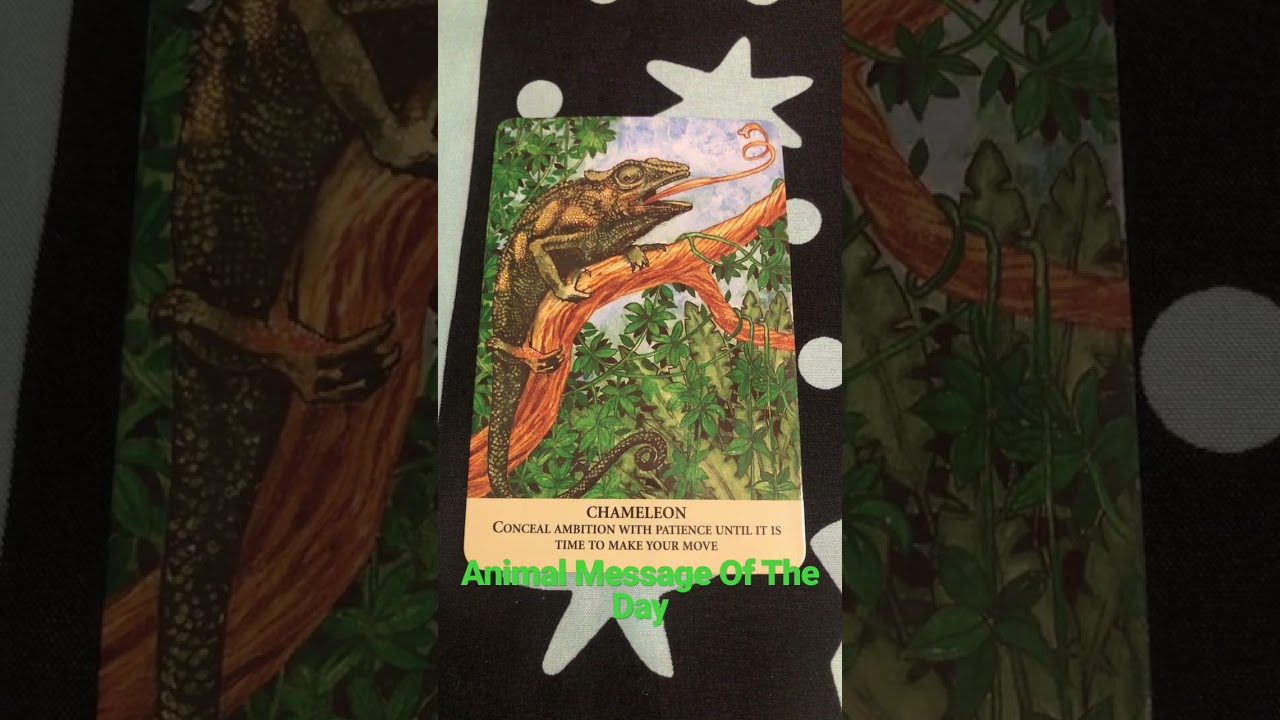 🦎Animal Message🦎 #AnimalMessages #Message #Cards #Timeless #AnimalGuides #PositiveVibes