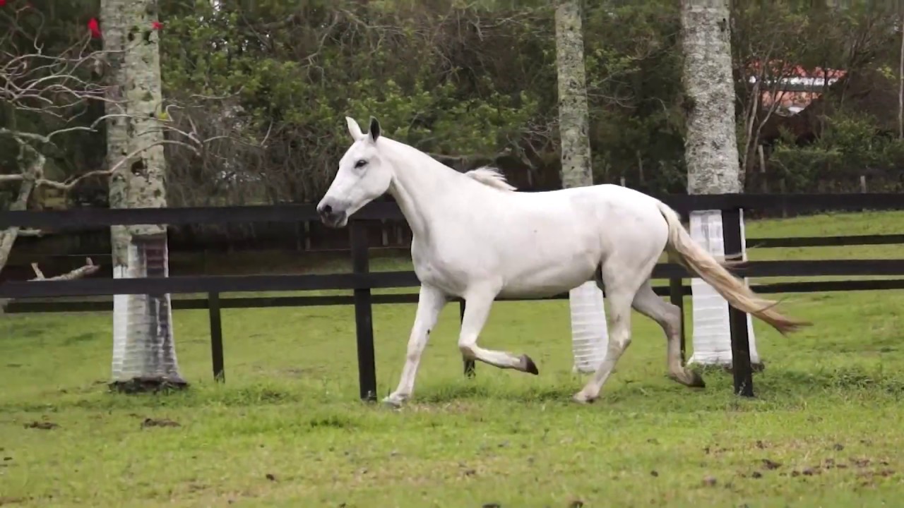 29 ISCA DAS MINAS GERAIS