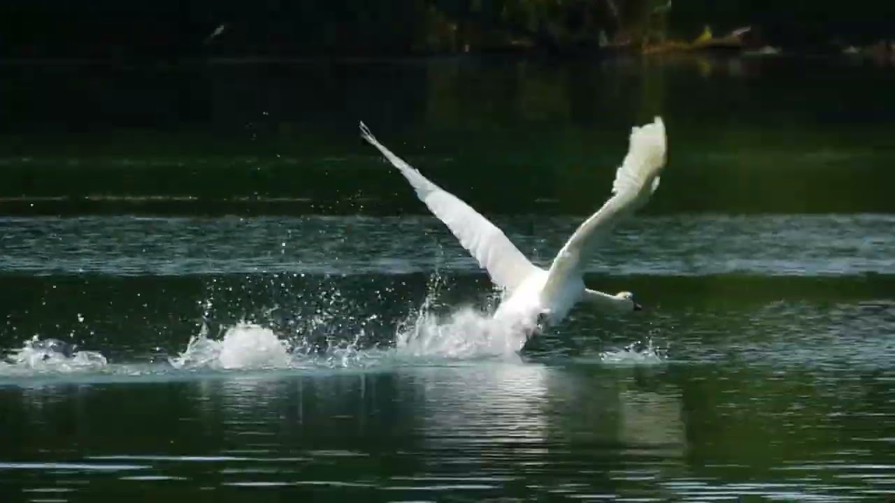 Birds of the Danube inland delta ( Vt&aacute;ky vn&uacute;trozemskej delty dunaja)