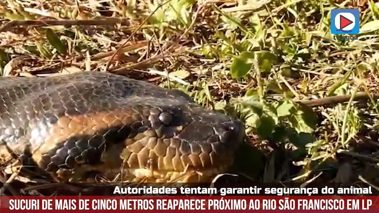 TV Lagoa - Sucuri gigante reaparece em Lagoa da Prata