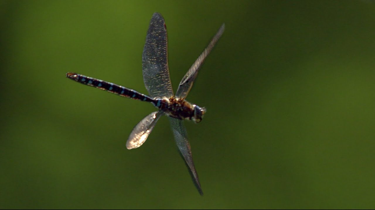 Dragonfly in Slow Motion | The Travel Edit