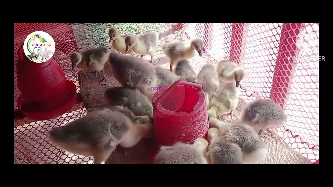 আমার সখের ছোট্ট রাজহাঁসের খামার। 