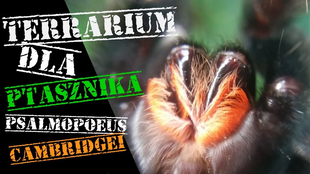Terrarium dla ptasznika nadrzewnego - Psalmopoeus cambridgei