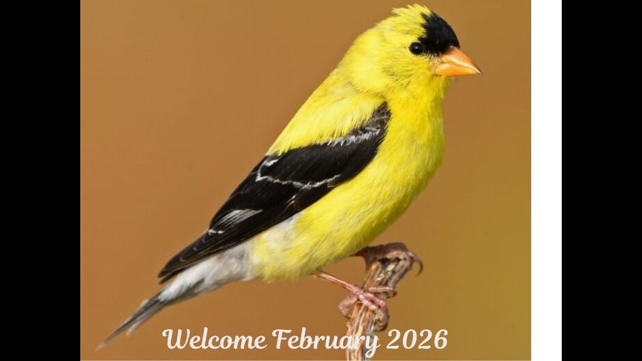 Live in East TN - 02/25/2026  #animals  #wildlife #nature #chicken  I will not be in chat very much!