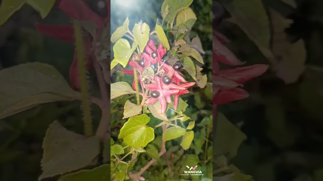 Clerodendrum trichotomum . details in the description