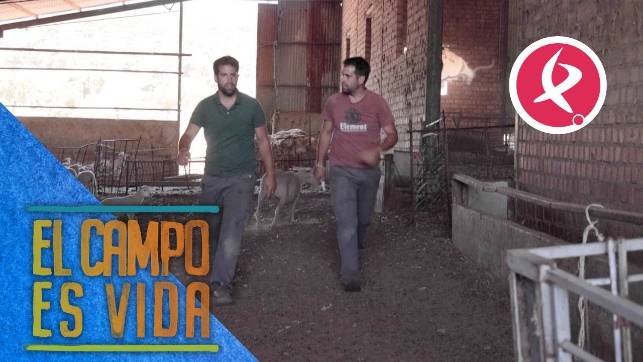 Diferencias entre hermanos para desparasitar ovejas | El campo es vida