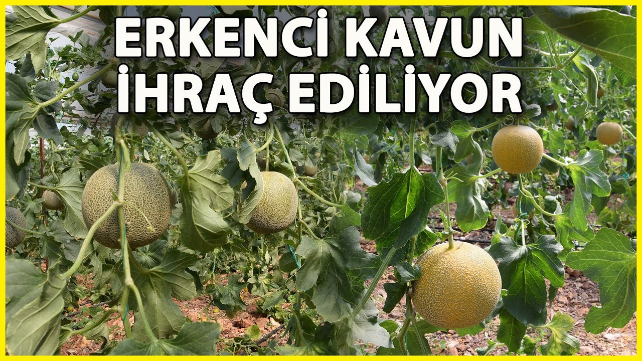 Turfanda Kavun Üreticinin Yüzünü Güldürdü