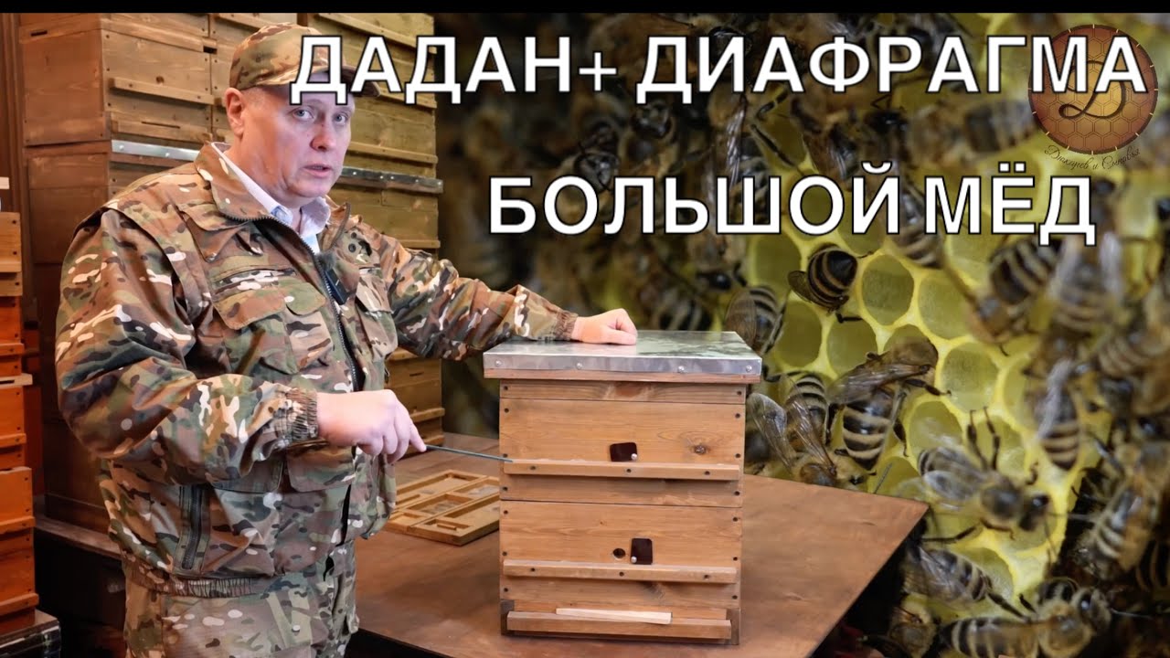 ДАДАН ПЛЮС ДИОФРАГМА. БОЛЬШОЙ МЁД