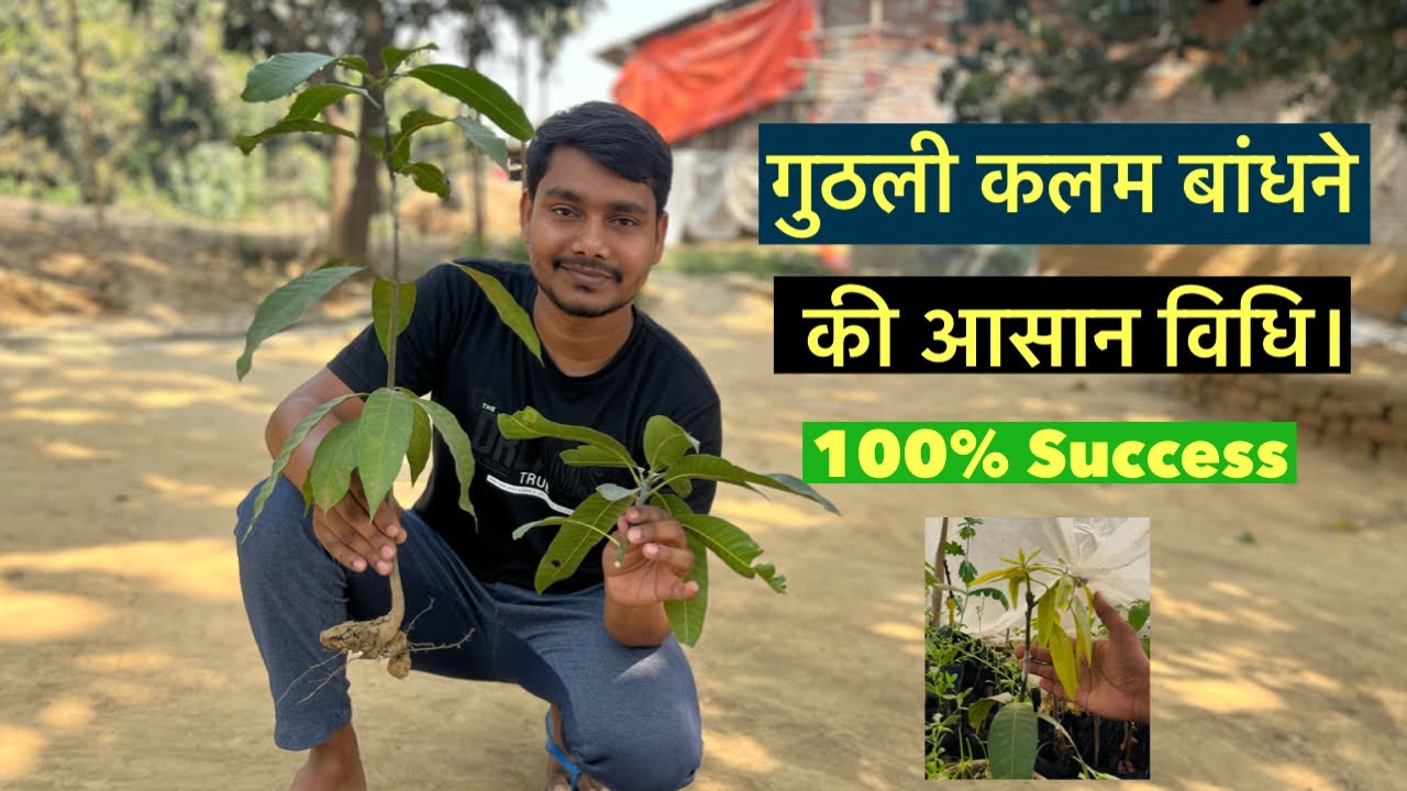How is grafting in mango tree. || #grafting #mangotreegrafting #youtubevideo #indian_nursery_tips