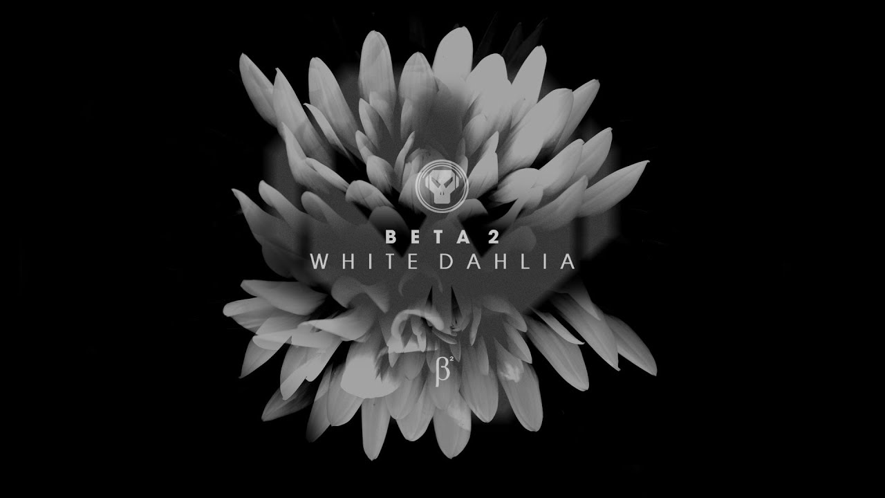 Beta 2 - White Dahlia