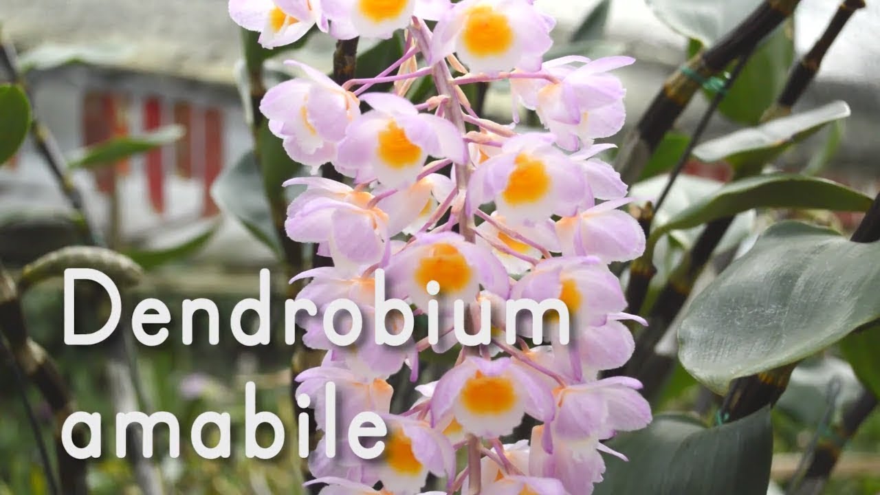 Orquídea Dendrobium amabile - Alma del Bosque