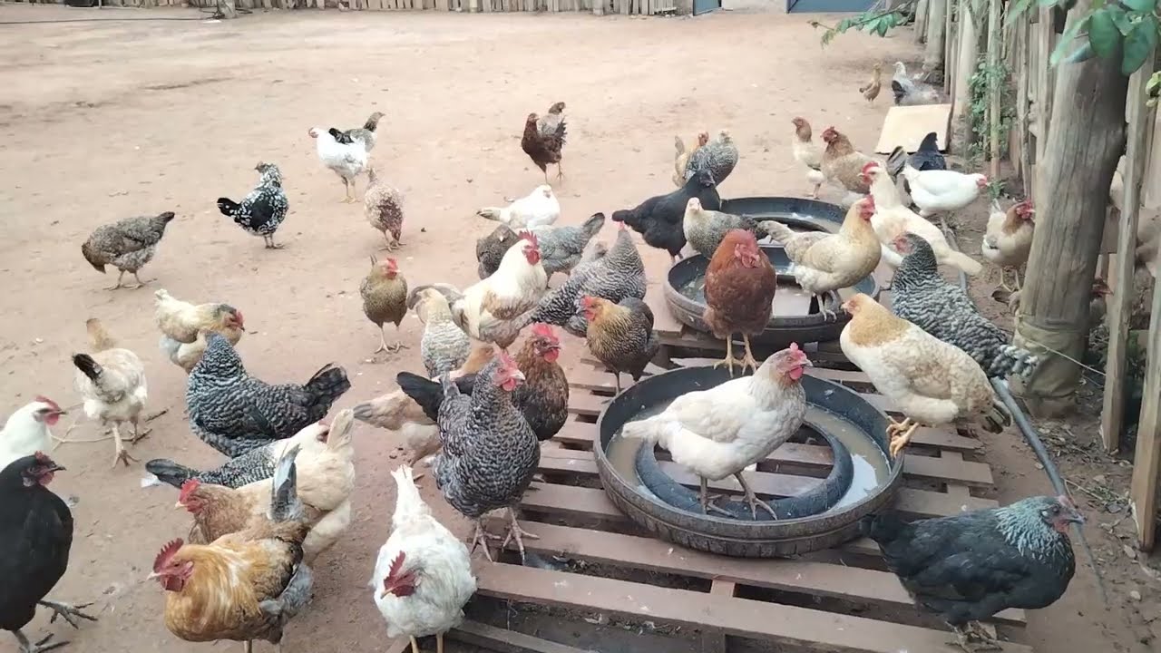 مشروع تربية دجاج بلدي البياض👍لايك أوبارطجي🙏🐓🦆🦚🐥🦢💚❤️