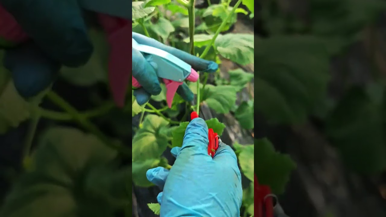 The High-Energy Choice: Boost Your Harvest! Essential Vine Care Tips 🍈✨