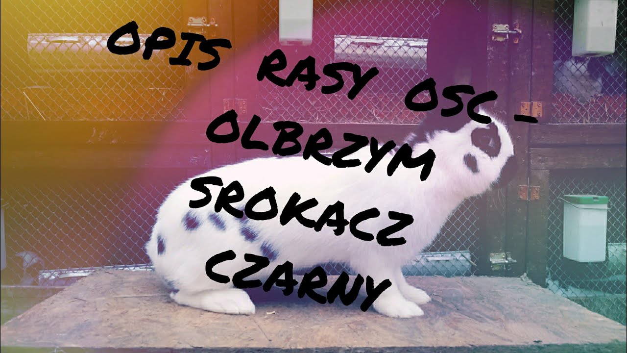 Opis rasy OSC - Olbrzym Srokacz Czarny