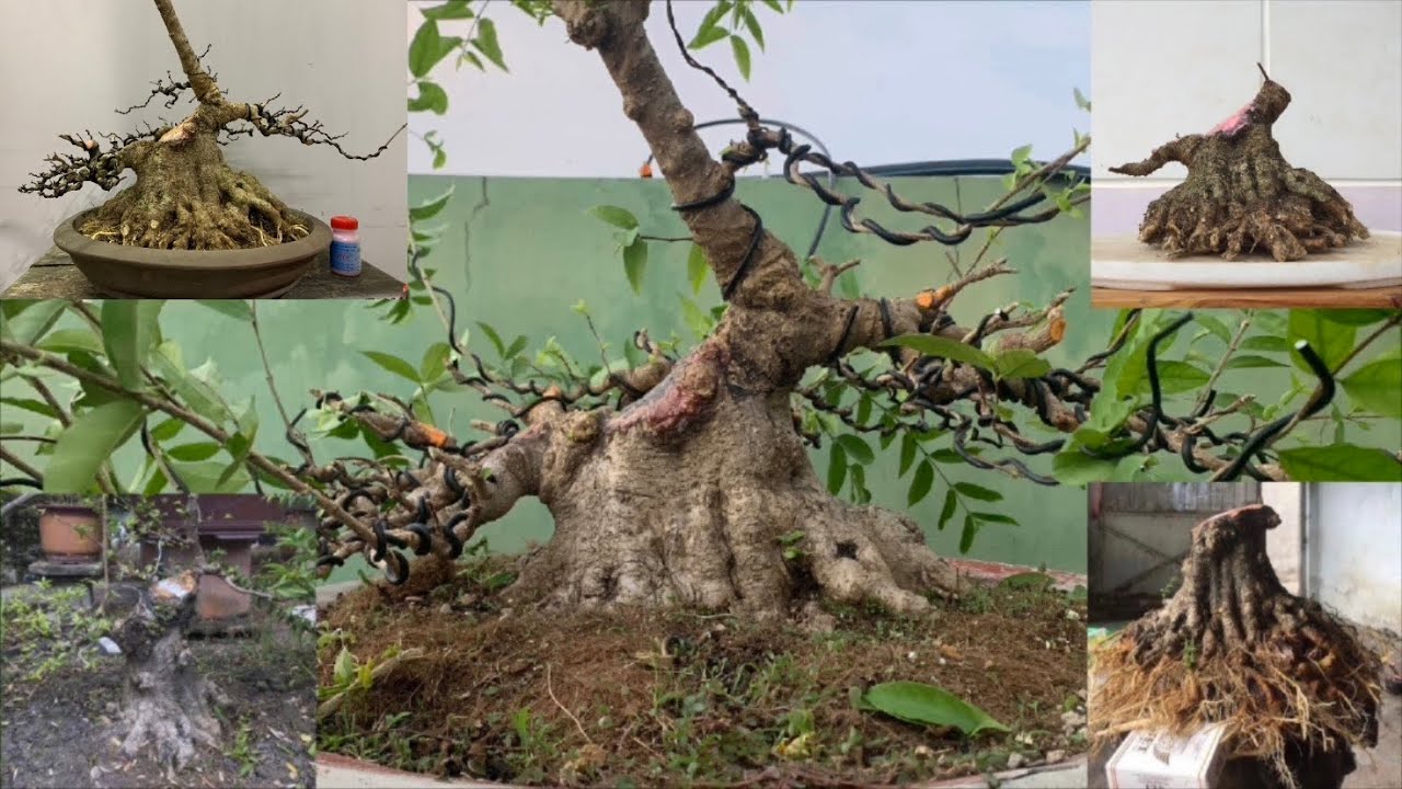 CHIA SẺ CÂY MAI CHIẾU THUỶ BONSAI DÁNG TRỰC LẮC SAU 4 NĂM TỪ PHÔI | Sonvnbonsai