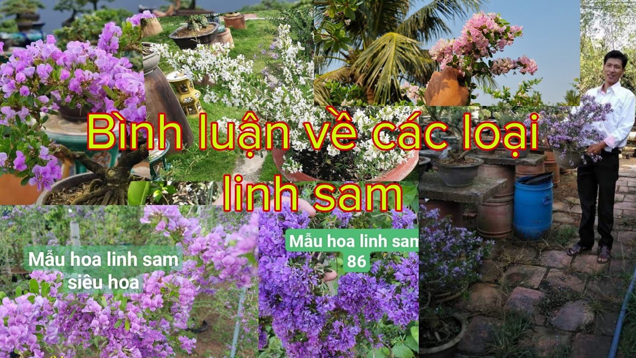 Các loại linh sam trên thị trường đặc điểm,sức sống từng loại