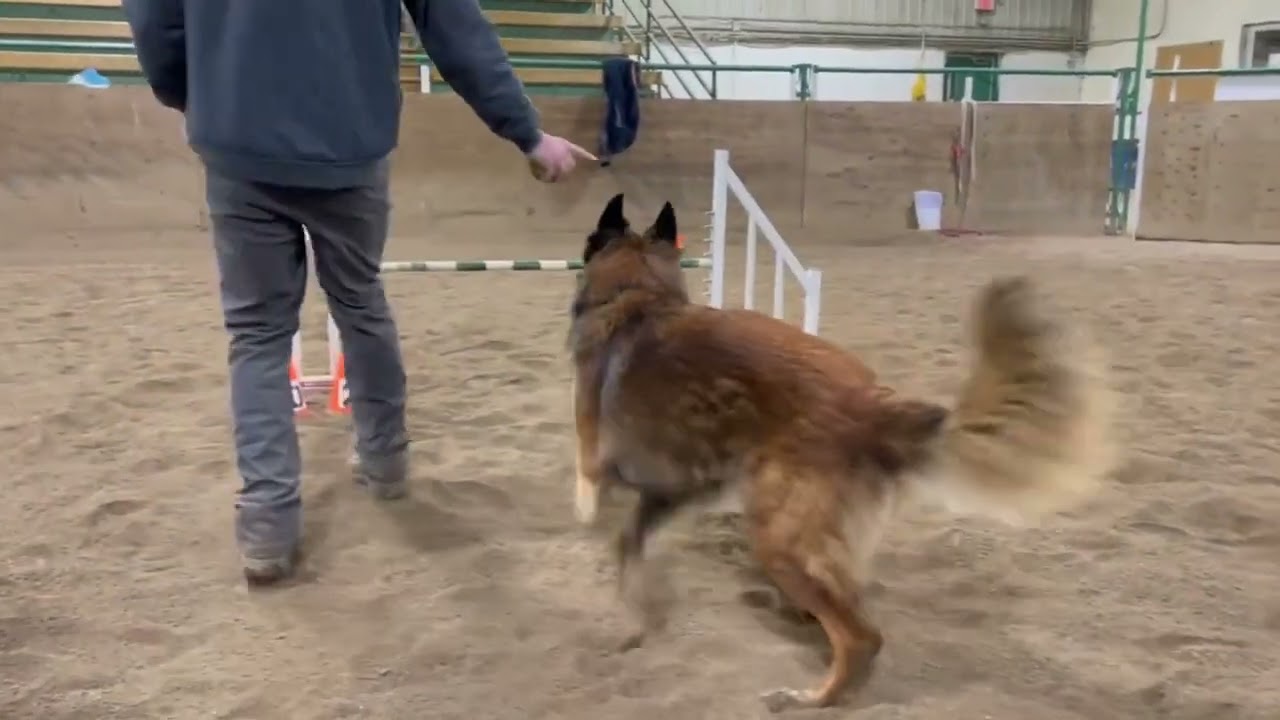 Dog Agility: Jump Standard Training Tip