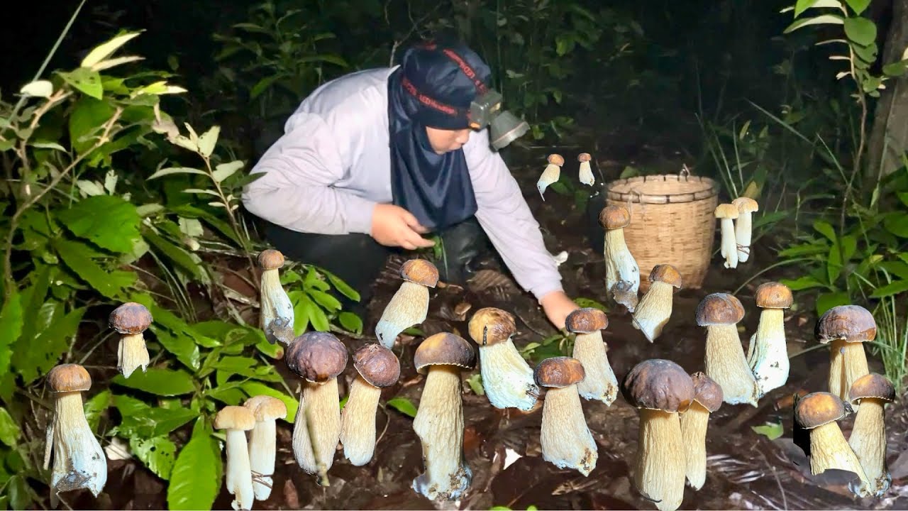 อลังการเห็ดผึ้งข้าวใหญ่ออกใหม่ เจอดงเห็ดผึ้งหวาน เห็ดผึ้งข้าว หมานแต่ดอกงามๆ