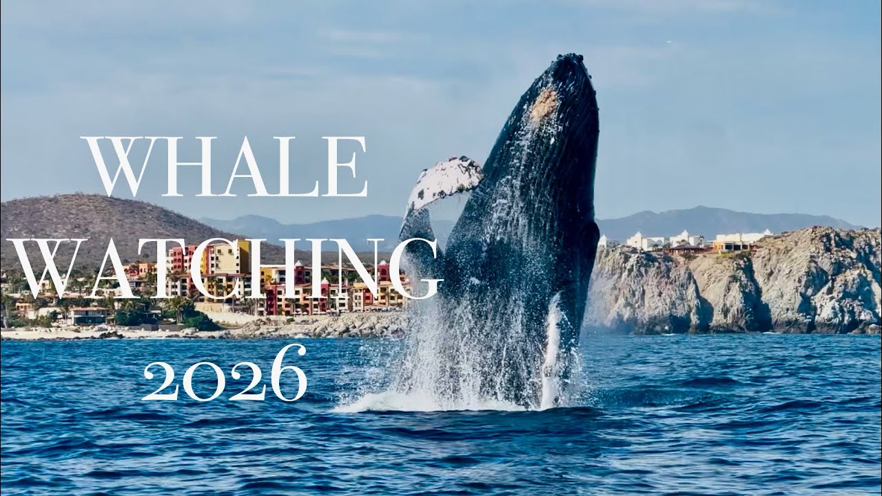 Whale Watching 2026
