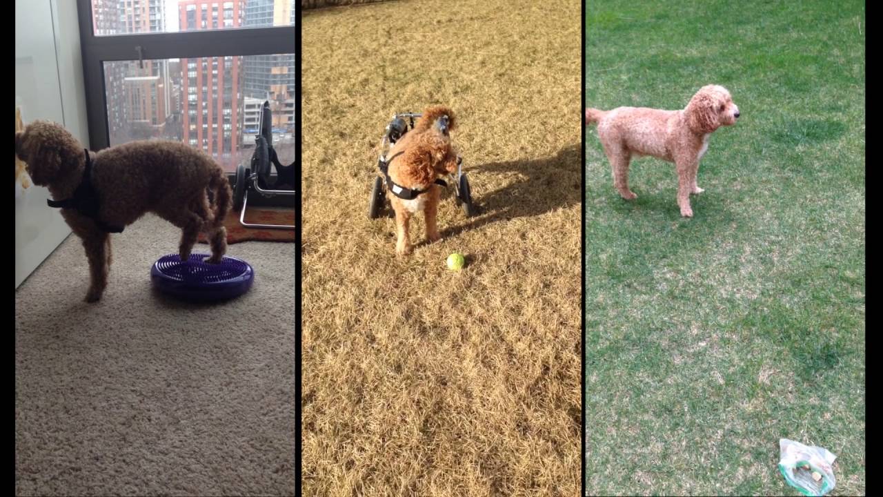 Ollie's Journey