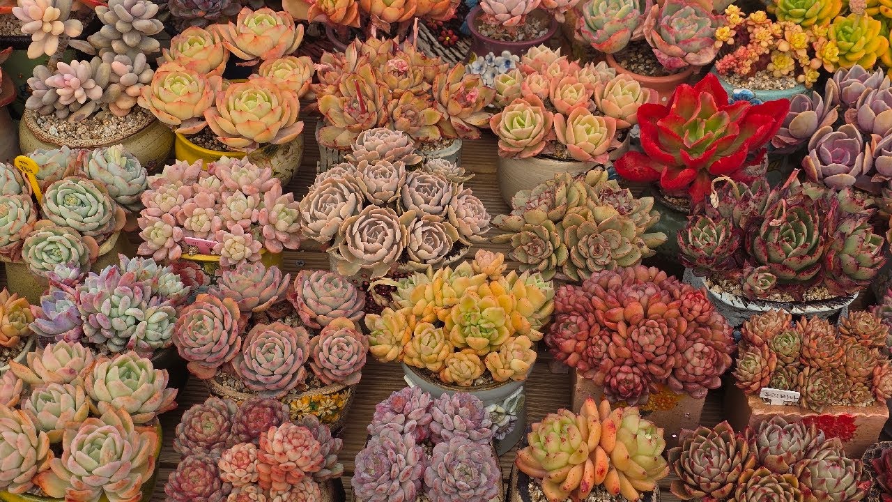 🌿🌷🍀🌼🌸⭐ 라이브 방송