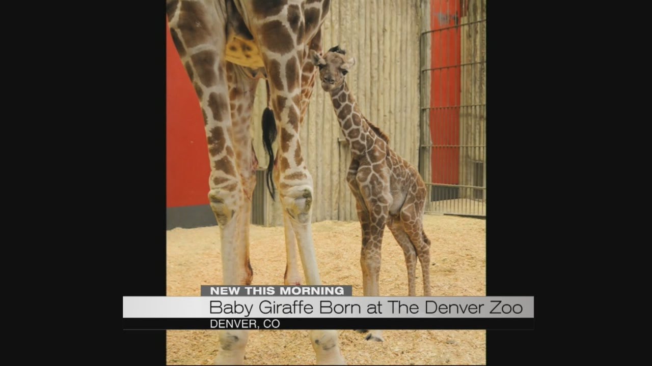 Baby giraffe born at the Denver Zoo