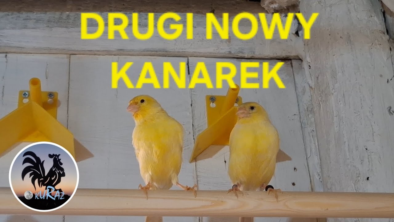 W Garden kuRaż * Kanarek wodnotokowy, samiczka już jest.