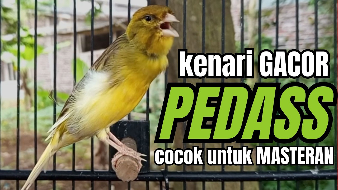 Masteran KENARI GACOR ngeroll panjang,Cuit Cuit Emosi AMPUH bikin kenari nyaut ,Masteran MURAI BATU