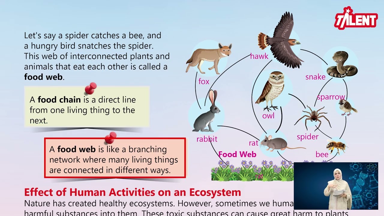 Talent Science 5|Unit 3|Food Web