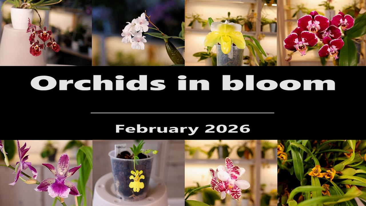 Orchids in Bloom // February 2026