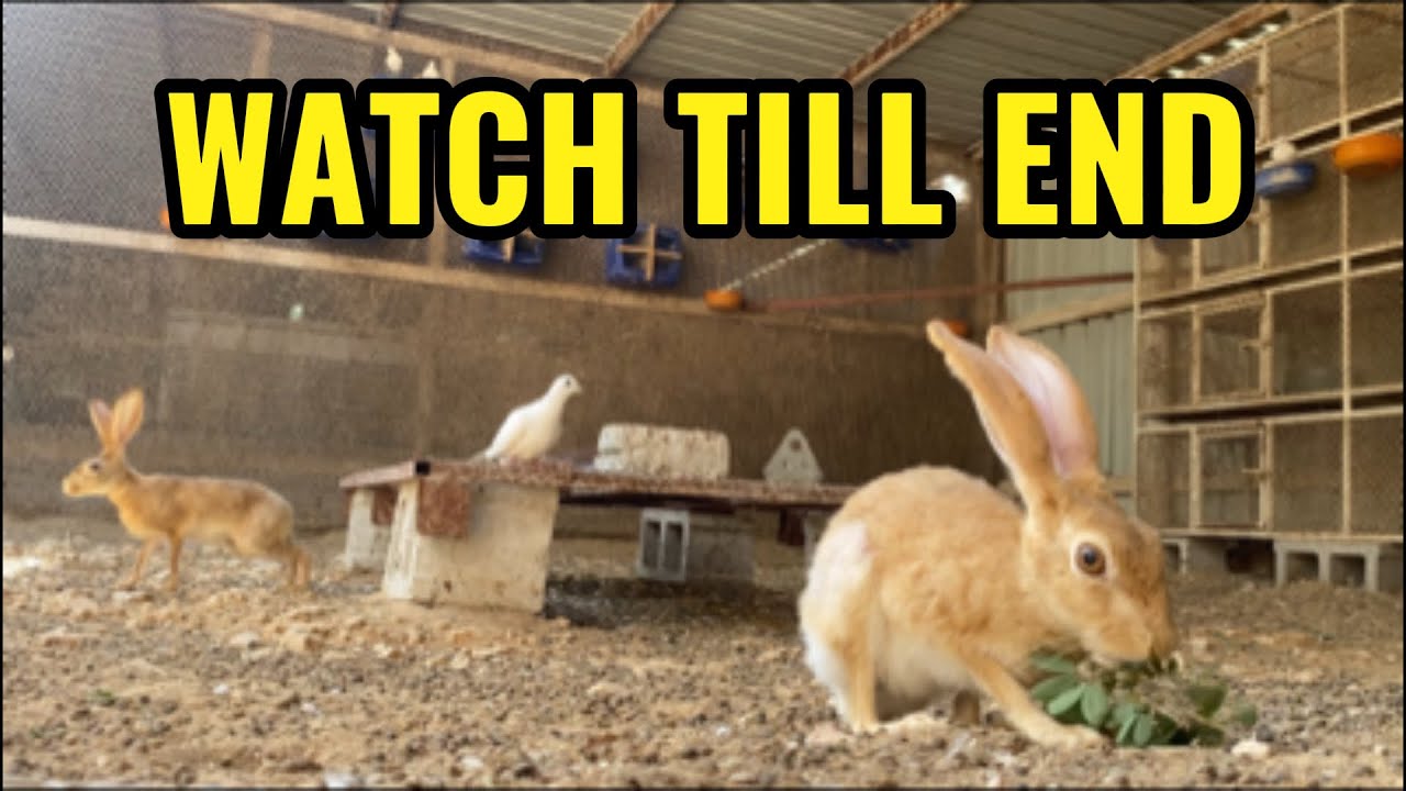Meet my Amazing Animals: From Tiny Rabbits to chickens! 🐓 🐰
