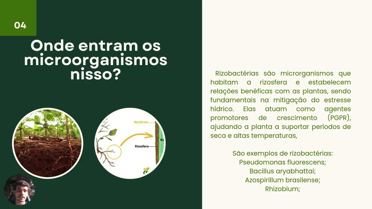 Estratégias Microbiológicas para Controle do Estresse Hídrico de Plantas Durante Veranicos