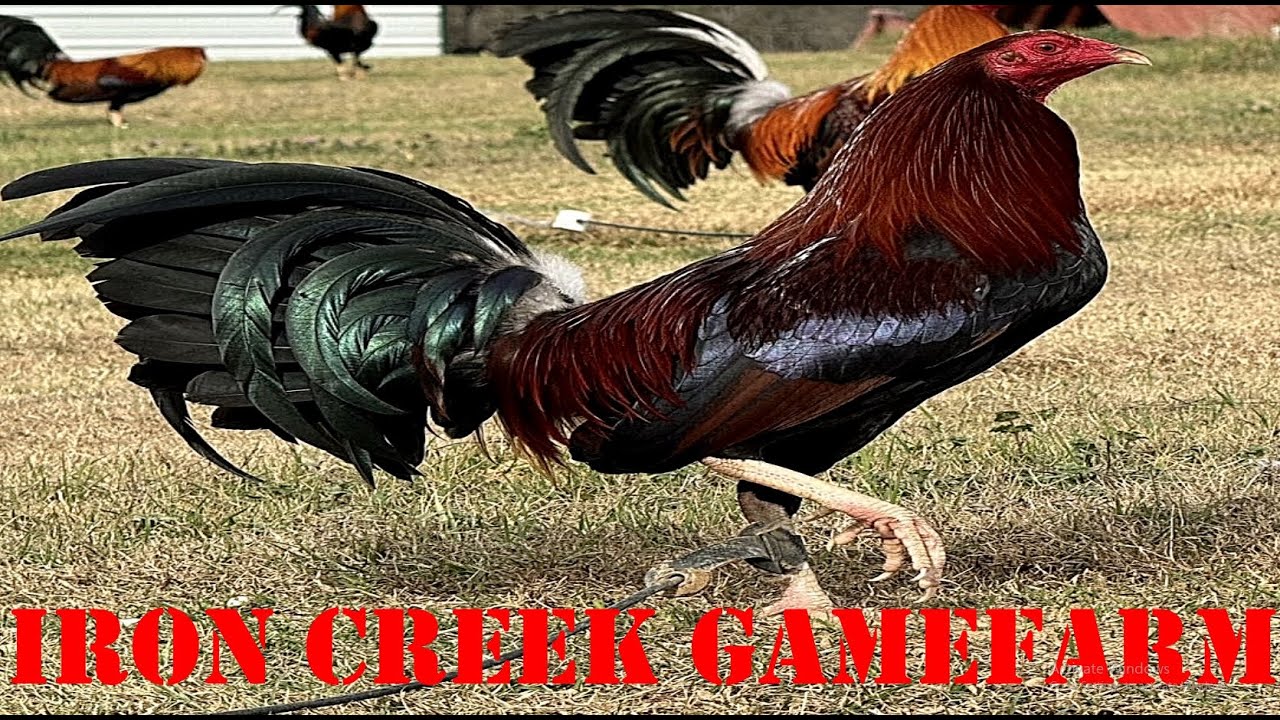 Lets Visit The Farm Of Iron Creek Gamefarm