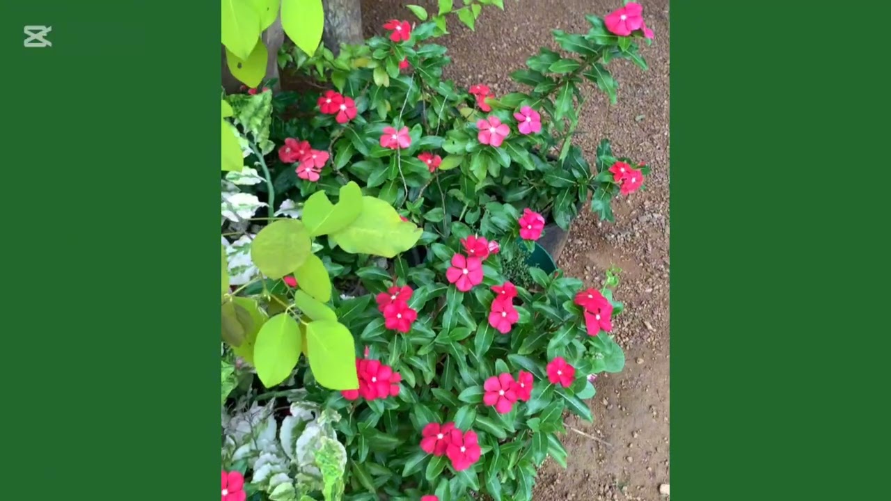 ඔයත් කැමතිද මේ වගේ වින්කා මල් යායක් හදාගන්න?
