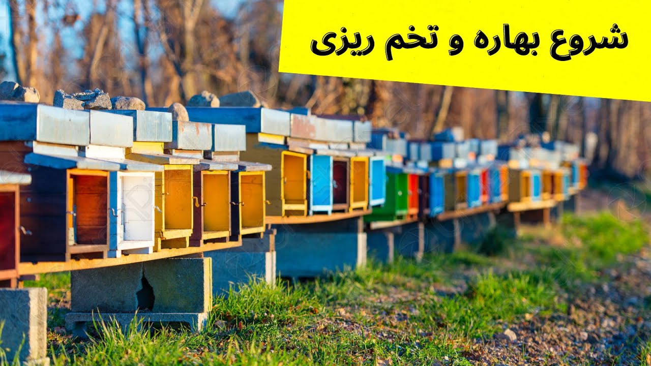 آموزش زنبورداری : وضعیت تخم ریزی شروع بهاره