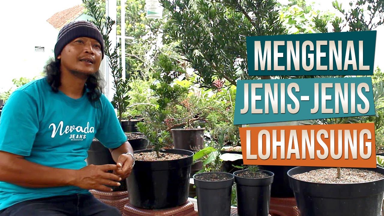 Mengenal Jenis-Jenis Lohansung Bersama Mas Catur Mataram Bonsai Dari Sleman, Yogyakarta