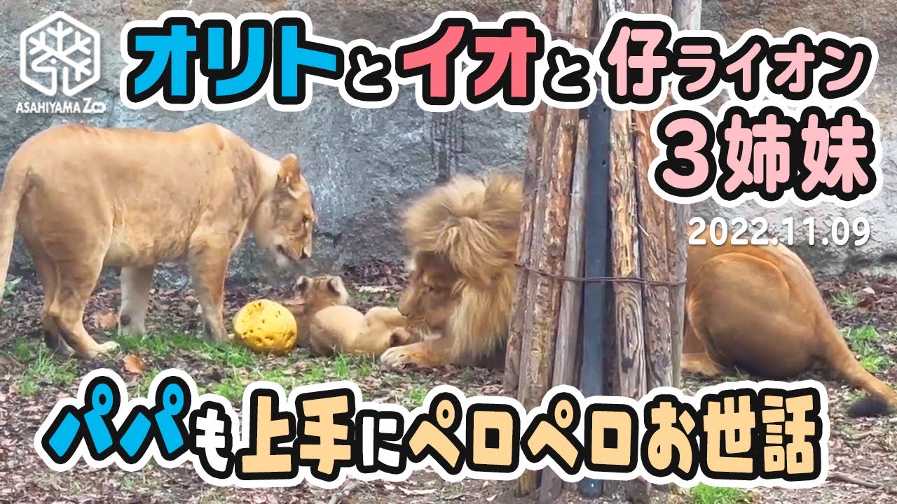 【旭山動物園】早く会いたくてそわそわ♪🦁パパも上手にペロペロお世話✨オリトとイオと仔ライオン3姉妹🦁🐱🐱🐱🐱(11/9) [Asahiyama Zoo]  Lion, Orito's Family.