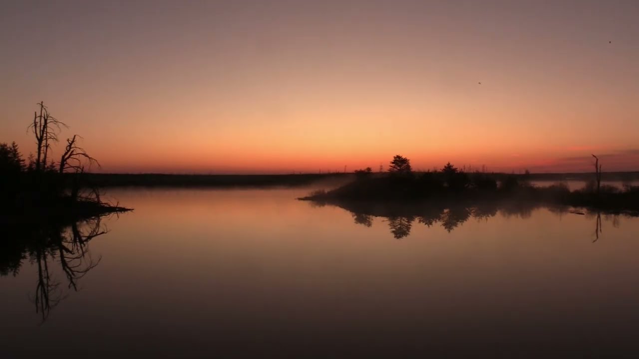 Trumpeter Swan Sunrise -  - Ambient Nature