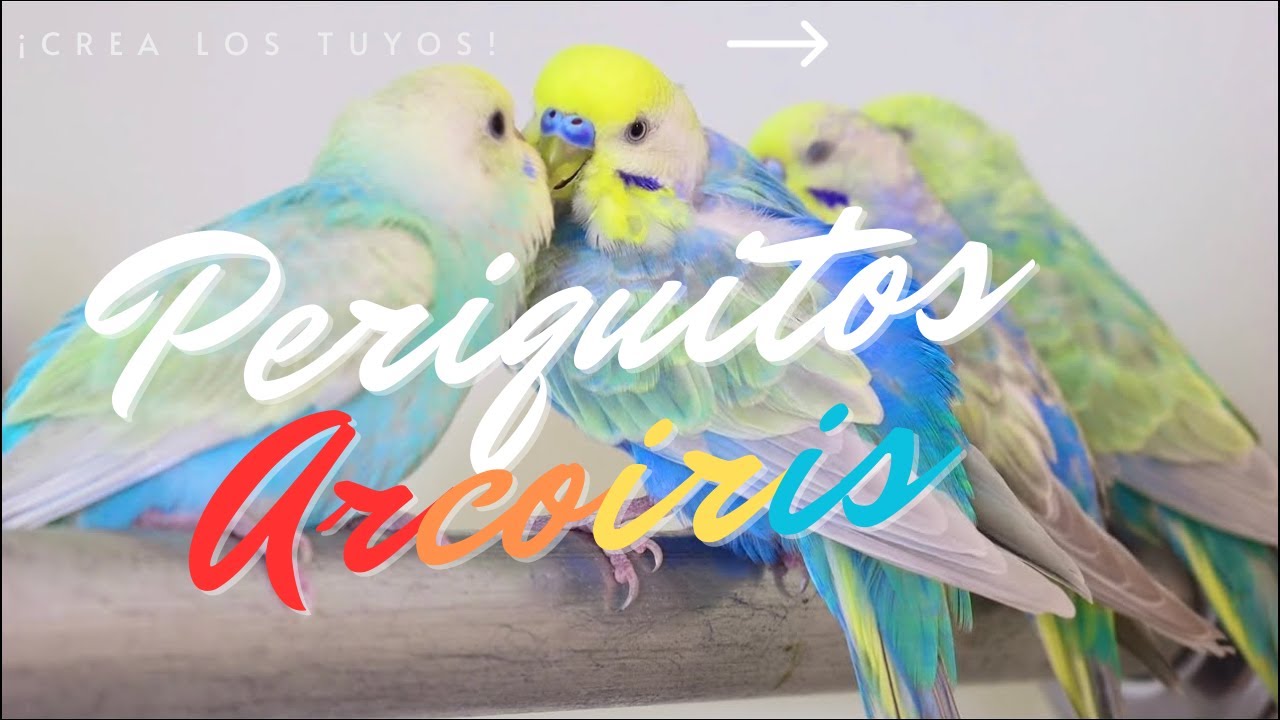 CREA tus propios periquitos ARCOIRIS