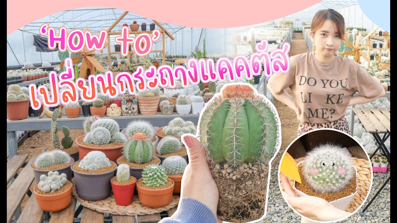 มือใหม่ต้องดู! วิธีการเปลี่ยนกระถางกระบองเพชร ฉบับง่ายๆ l Baifern150CM