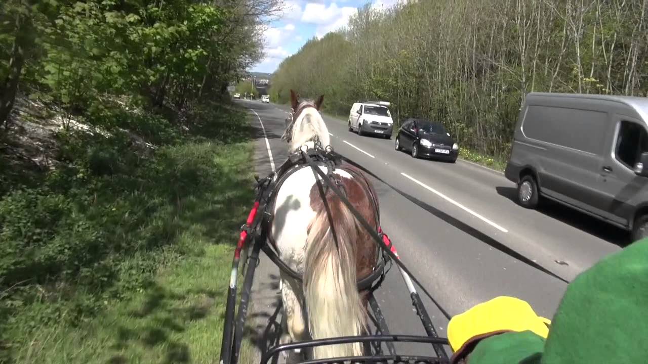 Retraining a traffic-shy cob - driving on busy main roads.
